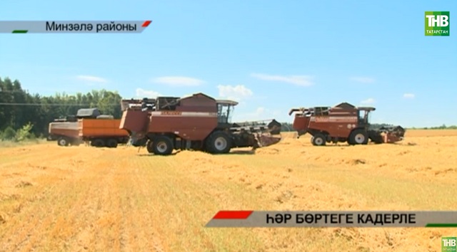 Республикада урып-җыю дәвам итә - һәр бөртеге кадерле!