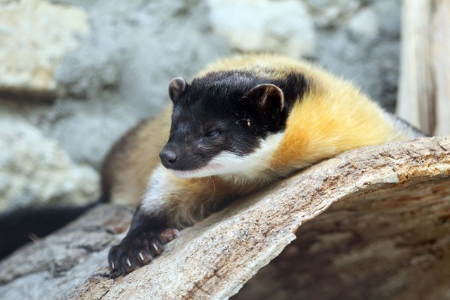 Два необычных хищника поселились в зооботсаду Казани