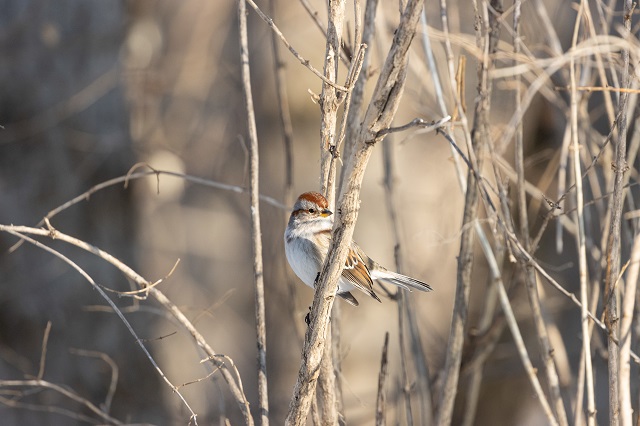 Популяционные волны: почему воробьи то исчезают, то возвращаются в города?