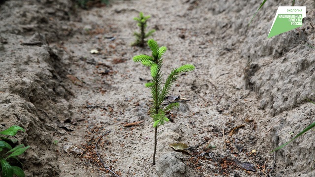 На лесовосстановление по нацпроекту Татарстан дополнительно получил 3 млн рублей 