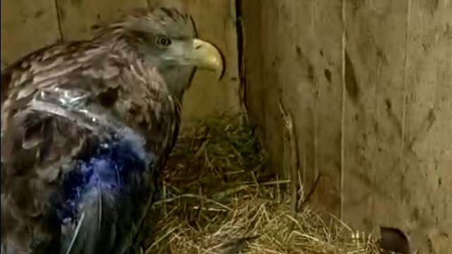 Краснокнижного пернатого спасли в одном из районов Татарстана