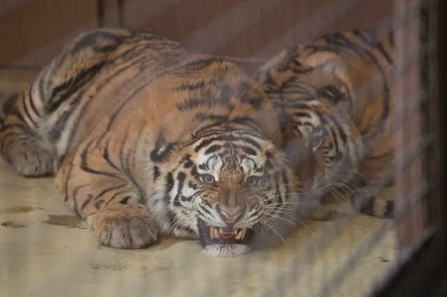 Новоселье для тигров: в Казани Басуру и Саяне оформили «прописку» на 1100 «квадратов»