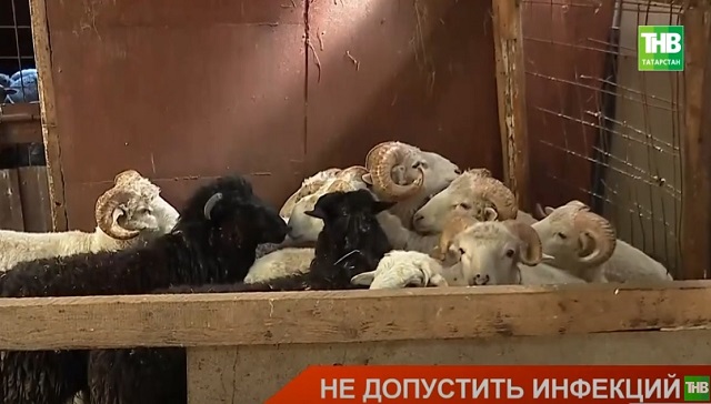 Не допустить инфекций: как в Татарстане готовятся отметить Курбан-байрам
