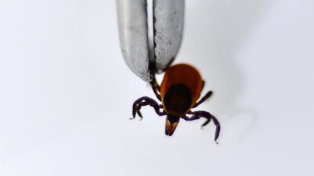 Жителям Татарстана ответили, как выбрать лучшее средство от клещей