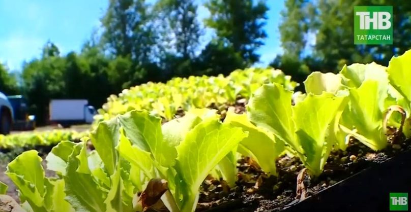 «Сделано в Татарстане»: салат размером с футбольный мяч, клубника со вкусом мармелада и шотландская смородина - видео