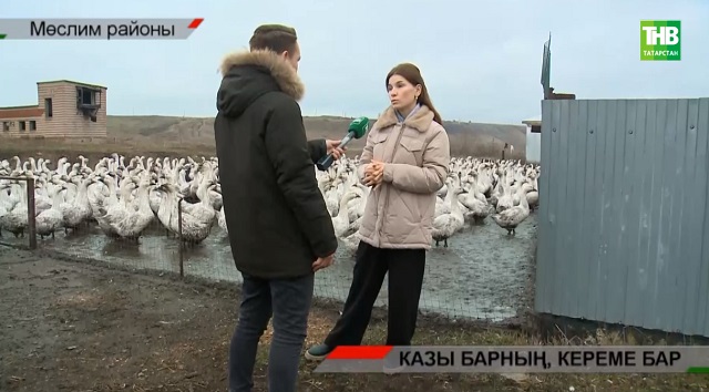 Яшьләрне авылда калдыра торган каз бизнесы - видео