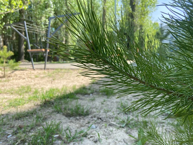 Нацпроект: в Татарстане завершили весенний лесокультурный сезон