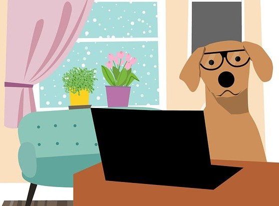 Жительница Казани стала жертвой мошенников при покупке породистой собаки