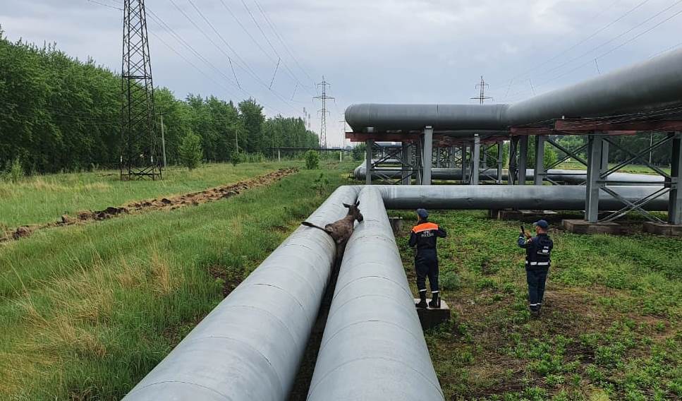 В Челнах погиб лосёнок, застрявший в теплотрассе – видео