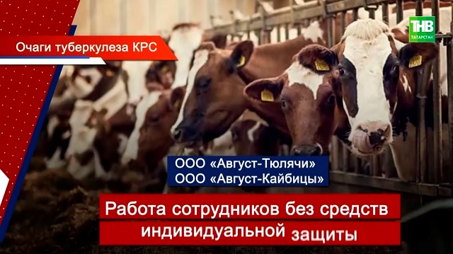 Во всех животноводческих предприятиях Татарстана усилят биологическую безопасность