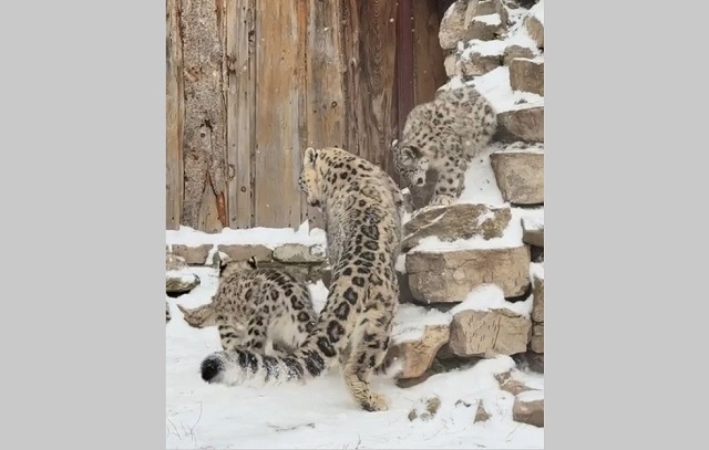 Опубликовано видео, как детеныши снежного барса встречают свою первую зиму