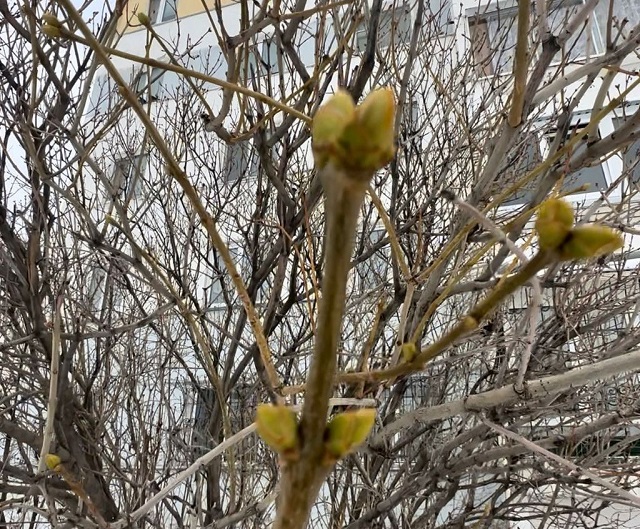 «Здравствуй, весна!»: в преддверии 8 Марта в Татарстане зацвела сирень