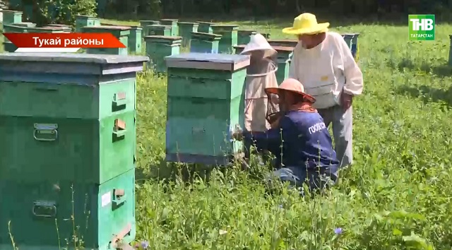 Татарстан умартачылары 1 сентябрьгә кадәр бал кортларын федераль системага теркәргә тиеш