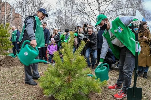 Рустам Минниханов посадил деревья на субботнике в Ноксинском лесу в Казани