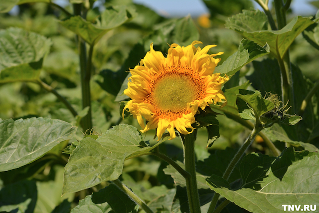 Жара наступает: синоптики раскрыли, каким будет лето в Татарстане