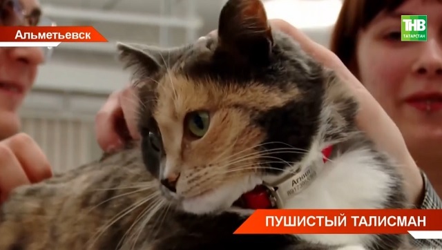 Пушистый талисман: кошка Агния стала студенткой Высшей школы нефти в Альметьевске