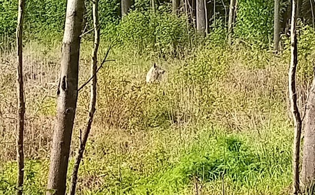 Волк держит в страхе жителей Заинского района Татарстана