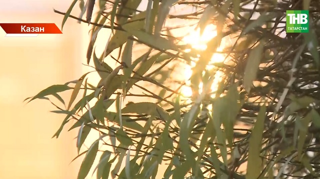 Аномаль җылы ноябрь: быел Татарстанда кыш кайчан киләчәк?