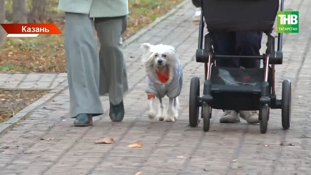 Согретые Гольфстримом воздушные массы из Атлантики: климатолог объяснил аномальное тепло в РТ