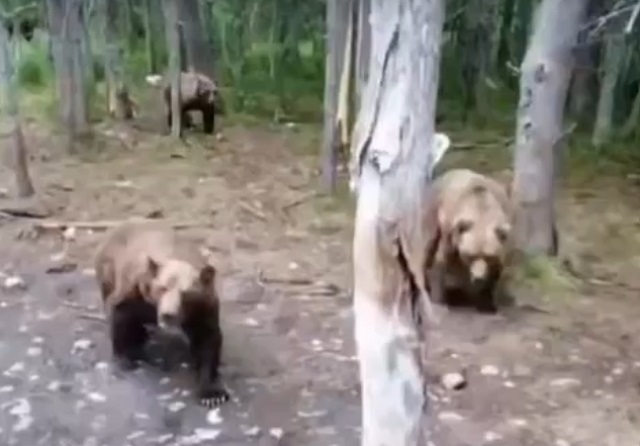 Десятки медведей сняли на видео в одном из лесов Татарстана: правда или фейк?
