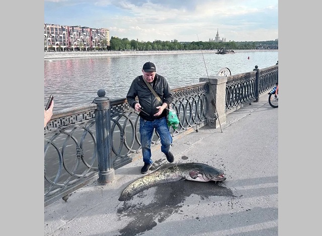 Сом-гигант весом 25 кг попался на крючок в центре Москвы