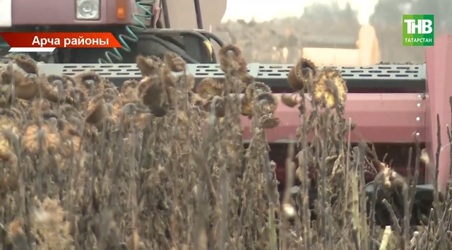 Быел Татарстан кырларыннан 4 миллион 692 мең тонна ашлык җыеп алганнар
