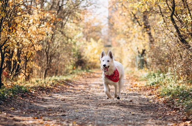 Аномальное тепло и никакого снега: Вильфанд дал прогноз на середину ноября 