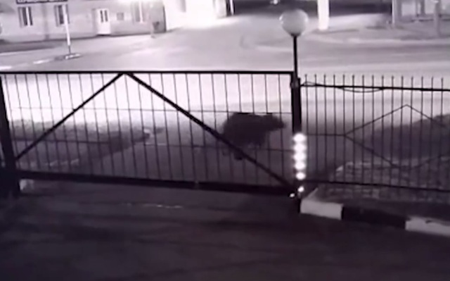 В Магадане ищут медведя, бегавшего ночью за людьми