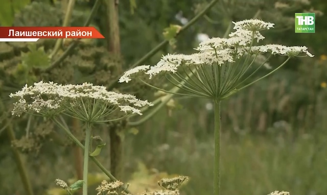 Дачникам Татарстана напомнили об огромных штрафах за борщевик на участке 