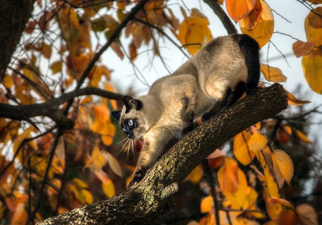Ялларга һава торышы билгеле