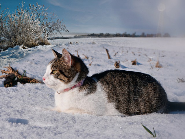 Профессор КФУ: минувшая зима вошла в тройку самых снежных за последние 100 лет