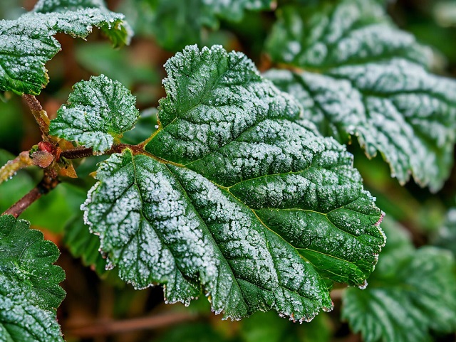 Эксперт ответил, в каких районах Татарстане в июне будут заморозки