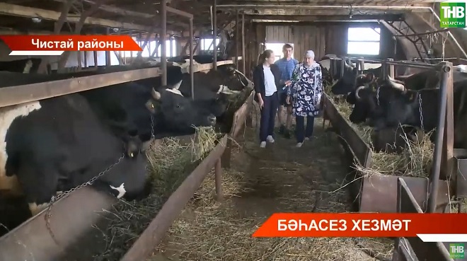 Чистай районындагы 3 авыл халкы тапшырылган сөт өчен акча ала алмый