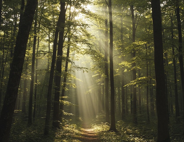 В Татарстане сняли запрет на посещение лесов, действовавший с мая