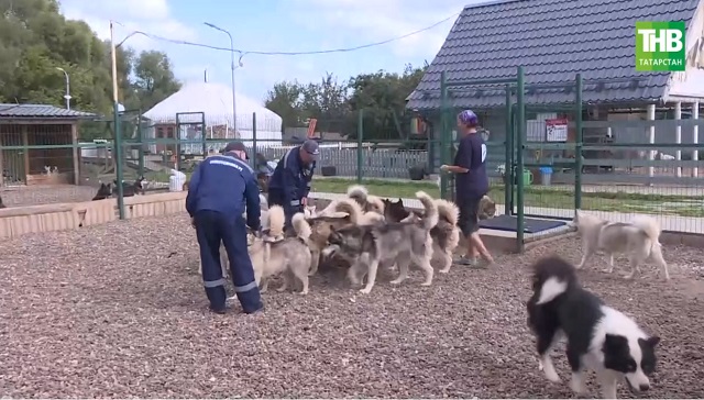 Татарстанның берюлы 3 районында котыру чире чыгу сәбәпле карантин игълан ителде