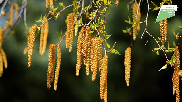 В Татарстане по нацпроекту приступили к заготовке семян березы повислой