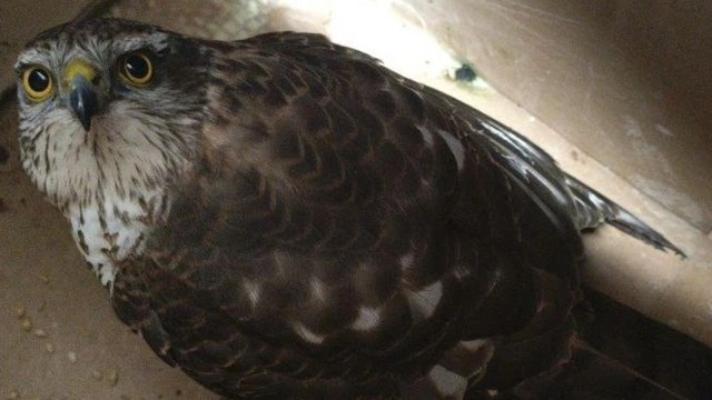 Жители Казани спасли ястреба и летучую мышь — животных отправили на реабилитацию