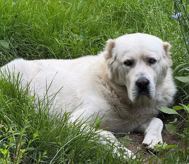 «Держись, Акдус! Нам тоже жарко!»: Минниханов опубликовал новое фото своего любимца