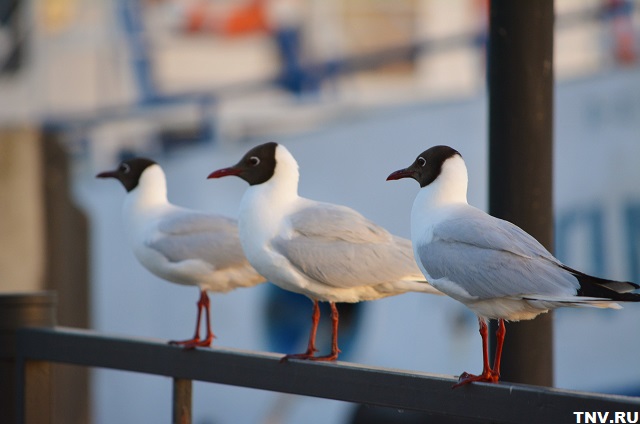 Природный заказник для защиты колонии чаек создадут в Татарстане