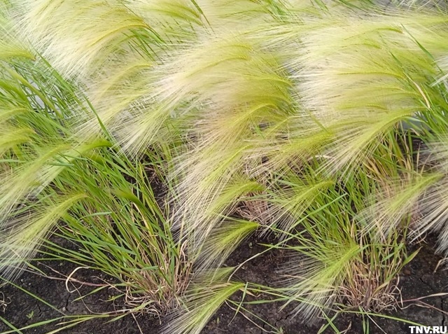 Вернется ли лето в Татарстан на новой неделе, ответили в Гидрометцентре