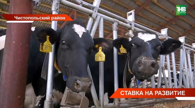 Ставка на развитие: как холодный май затянул ход весенне-полевых работ в Татарстане