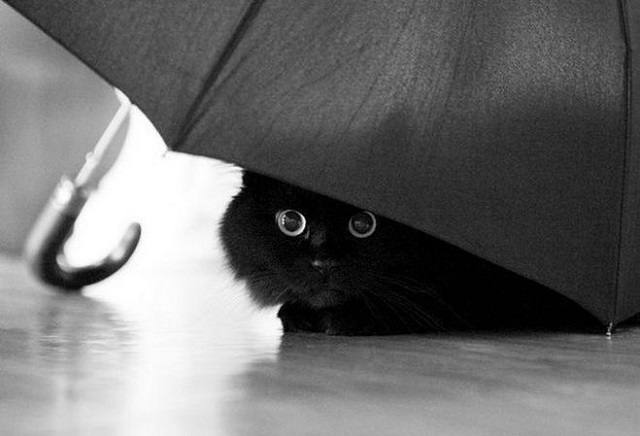 Татарстанда яңа эш атнасы кайбер районнарга яшенле яңгыр китерәчәк