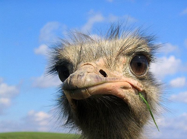 Сбежавшего от хозяйки страуса сняли на видео на улицах Буинска