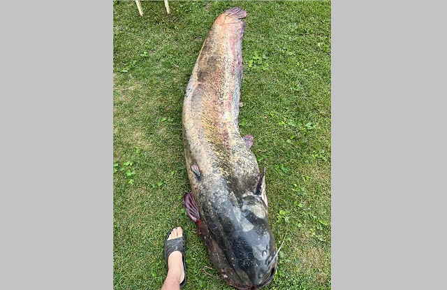 95-килограммового сома выловил рыбак из Камы