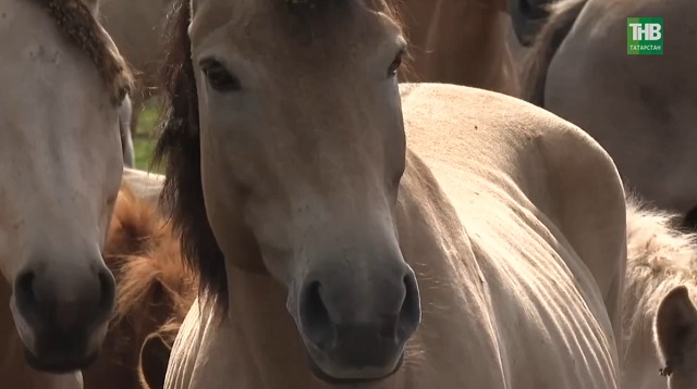 Татарская лошадь: особенности настоящего селекционного достижения Татарстана