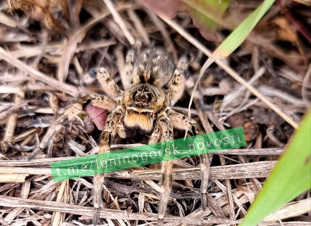 Южнорусского тарантула можно встретить в 17 районах Татарстана