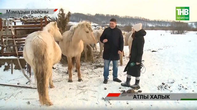 Яңа ел символы: халкыбыз язмышында Ат образы | Адымнар