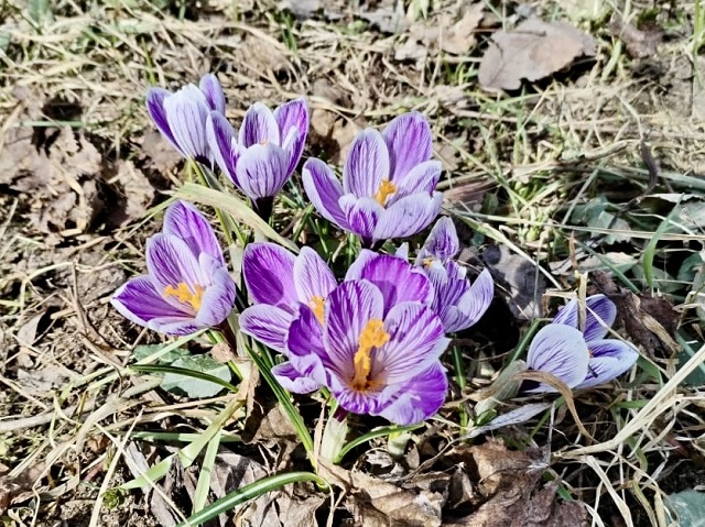 Гименокаллис, нимфеи и крокусы распустились в Казани