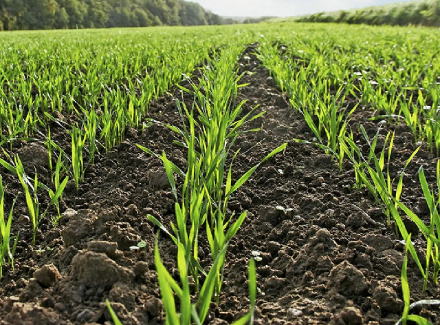 Хлеб–всему голова: в Татарстане посеяли 60% яровых культур