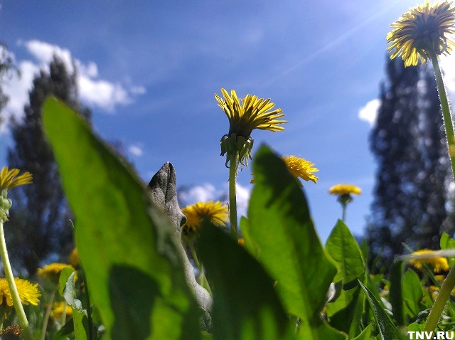 Жителям Татарстана раскрыли тайны самого «пунктуального» цветка